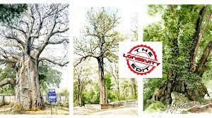 India’s ancient trees: Are we protecting nature’s living timekeepers? 