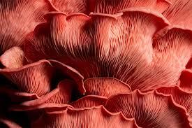 Scientists turn carrot waste into protein people prefer