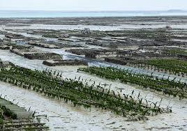 Seaweed: A Climate-resilient Future for India’s Blue Economy