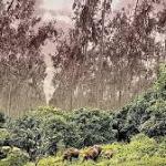 ‘Disastrous’: Modi govt allows commercial plantations in forests, drops safeguards