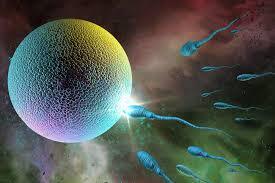 Castration Linked to Increased Lifespan in Mammals