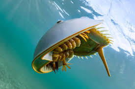 Meet The Animal That Hasn’t Changed In 300 Million Years — A Biologist Explains