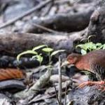 Great Nicobar project could wipe out species newly discovered on the island, experts fear