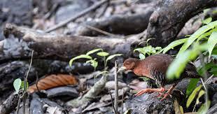 Great Nicobar project could wipe out species newly discovered on the island, experts fear