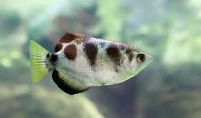 Meet The Fish That Can Recognize Human Faces — A Biologist Explains