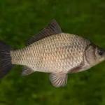 Meet The Fish That Can Survive Without Oxygen For Months. Hint: It Lives Beneath Ice