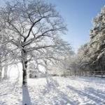 Arctic blast will bring ‘life-threatening’ temperatures and dump snow on 150 million Americans. But will it make the trees explode?