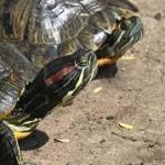 Thrown from fish tanks to wetlands, invasive turtles pose a threat to water bodies in Coimbatore 