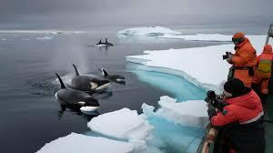 Researchers sound the alarm as orcas breach unusually close to collapsing ice