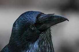 Meet The Bird That Can Plan For The Future. Hint: It Uses Tools And Trades For Rewards