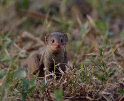 The Island Assassin: How the Small Indian Mongoose Became One of Conservation’s Biggest Mistakes
