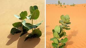 China grows military-grade rubber in Gobi Desert as war reshapes supply chains