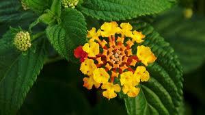 This Nilgiris factory is turning a destructive weed into clean fuel and jobs