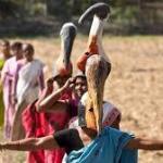 From bad omen to national treasure: The rare bone-swallower stork saved by a female army