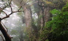 Misidentified Creature Found in Guyana Turns Out to Be New Species