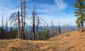 Scientists learn that forests capture more methane from the air as the planet warms