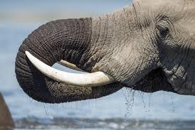 What is ivory and is it any different to bone? And is it just elephants that have ivory?