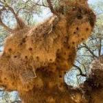 “It has ventilation systems, food storage, nurseries, toilets and highways” – 11 animals that build villages, towns and even cities