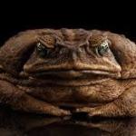 2,400 Cane Toads Were Release to Save Australia’s Crops—Now 200 Million of Them are an Unstoppable Disaster