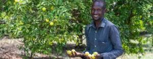 ‘Even when you die, your children can sell them’ - how mangoes are supporting generations of farmers in Kenya&nbsp;