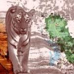 Price of iron ore in Maharashtra’s wildlife corridor—18,000 trees & 60 tigers in return for 120 jobs