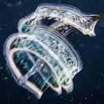 They’re older than dinosaurs, look a bit like aliens and eat almost anything they can find – and scientists just found them in Colombian waters