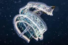 They’re older than dinosaurs, look a bit like aliens and eat almost anything they can find – and scientists just found them in Colombian waters