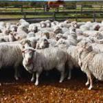 A Country Is Covering Its Barren Fields with Sheep’s Wool, and the Results Are Turning Heads