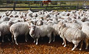 A Country Is Covering Its Barren Fields with Sheep’s Wool, and the Results Are Turning Heads