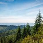 It’s taller than Big Ben, can live for thousands of years and even regenerates after an entire forest burns down