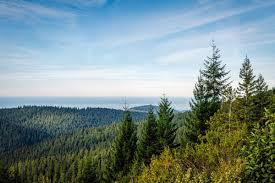 It’s taller than Big Ben, can live for thousands of years and even regenerates after an entire forest burns down