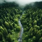 Why Are the World’s Forests Changing the Way They Breathe?