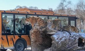 Nearly 200 Siberian tigers on rotational ‘intermittent fasting’ at NE China park after feeding surge during Spring Festival tourism peak