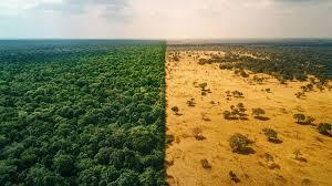 New evidence shows deforestation can heat cleared areas by up to 4°C