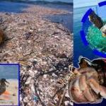 The Great Pacific Garbage Patch is becoming a floating continent populated by marine creatures