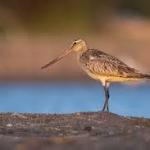 A 4-month-old bird flew more than 8,000 miles nonstop from Alaska to Tasmania