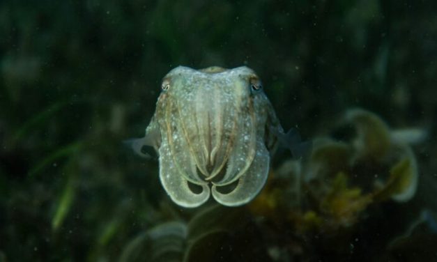 Scientists dive into the Pacific coast searching for minerals and end up discovering more than 100 new living species including a deep-sea squid that buries itself upside-down