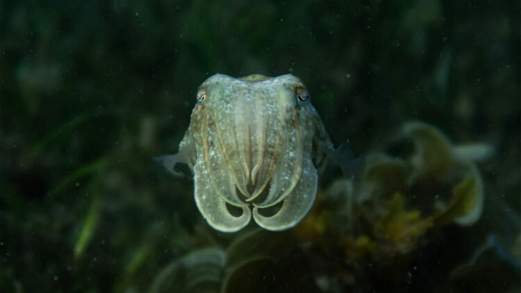 Scientists dive into the Pacific coast searching for minerals and end up discovering more than 100 new living species including a deep-sea squid that buries itself upside-down