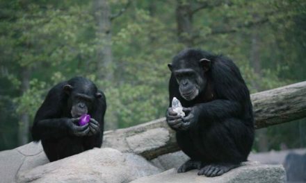 Chimpanzees began picking out crystals from ordinary rocks and carrying them to their beds until researchers realized they wouldn’t give them back without something in return