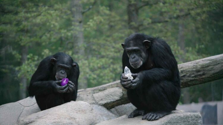 Chimpanzees began picking out crystals from ordinary rocks and carrying them to their beds until researchers realized they wouldn’t give them back without something in return