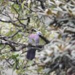 Climate change could restrict habitat availability for Western Ghats birds such as The Nilgiri Wood Pigeon, warn researchers
