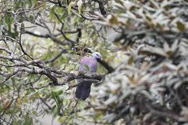 Climate change could restrict habitat availability for Western Ghats birds such as The Nilgiri Wood Pigeon, warn researchers