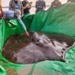 Weighing 300 Kg and Nearly 4 Meters Long, Meet the World’s Largest River Fish Ever Recorded