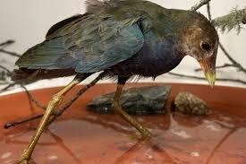 A tropical bird with giant feet mysteriously appeared in a Massachusetts yard