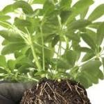 Scientists are close to creating plants and crops that can fertilize themselves