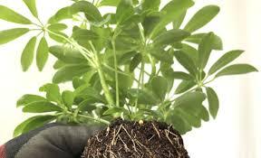 Scientists are close to creating plants and crops that can fertilize themselves