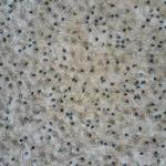 Drone Technology Uncovers a Hidden World of over 40,000 Creatures Nesting in the Amazon