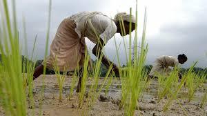Gender, Agriculture, and Climate Change