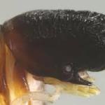 Newly Discovered Species in South America Stuns Experts with Whale-Like Features