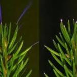 Trees Seen Emitting a Ghostly Light During a Thunderstorm For The First Time